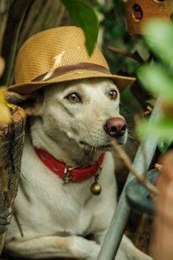 Şapka takan şık şirin bir köpek.