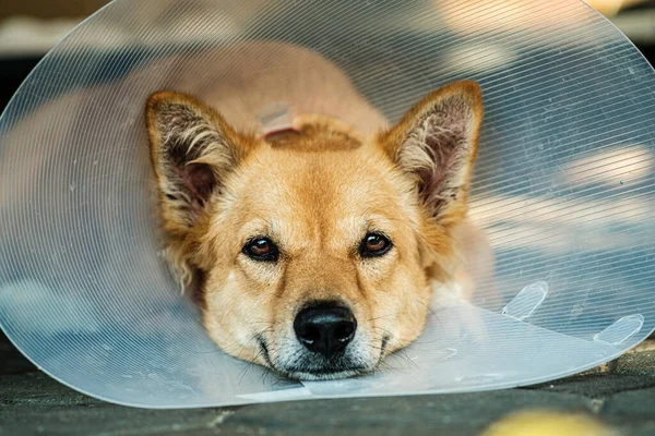 stock image Sick dog wearing Elizabethan collar or Funnel collar while treating