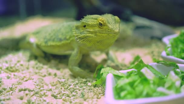关闭伊瓜纳蜥蜴吃树叶 — 图库视频影像