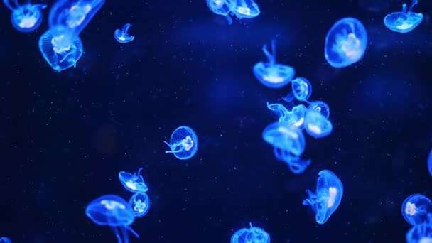 Nahaufnahme Von Quallen Schwimmenden Transluzenten Blauen Lichtfarbe Hintergrund — Stockvideo