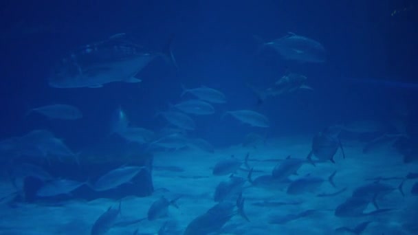 一群鱼在水族馆的一个大水箱里游来游去 — 图库视频影像
