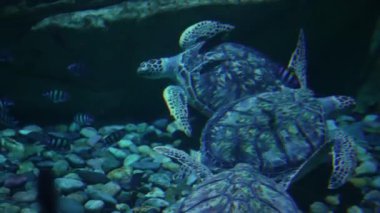 Dev bir akvaryumdaki akvaryumun içinde yüzen bir grup kaplumbağa..