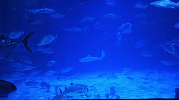 Grupo Peces Nadando Entre Tanque Gigante Acuario — Vídeo de stock