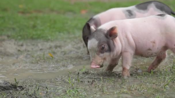 Группа Свиноматок Ферме — стоковое видео