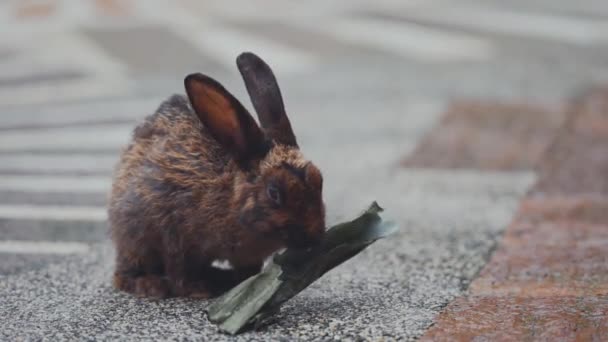 Conejos Cerca Comiendo Hojas — Vídeo de stock