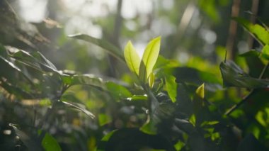 Green leaves with sunlight. nature background