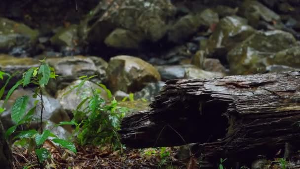 Regen Achtergrond Zware Regenval Het Bos Regendruppels Vallen Seizoen Achtergrond — Stockvideo