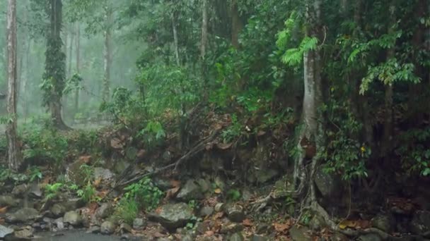 Regn Bakgrunden Kraftigt Regn Skogen Regn Droppar Faller Säsong Bakgrund — Stockvideo