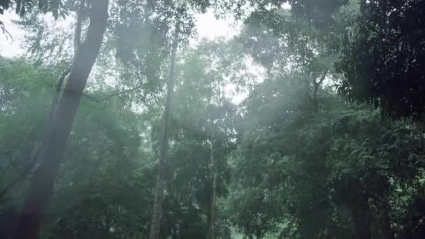 Deszcz Tle Deszcz Lesie Spadające Krople Deszczu Pora Tła — Wideo stockowe