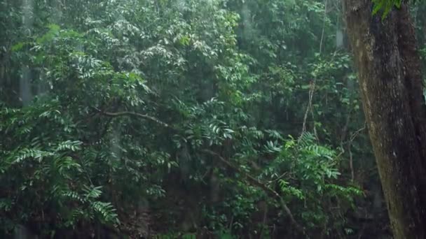 Regn Bakgrunden Kraftigt Regn Skogen Regn Droppar Faller Säsong Bakgrund — Stockvideo