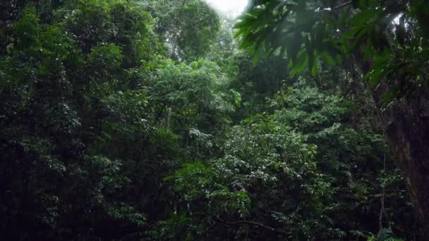 Deszcz Tle Deszcz Lesie Spadające Krople Deszczu Pora Tła — Wideo stockowe