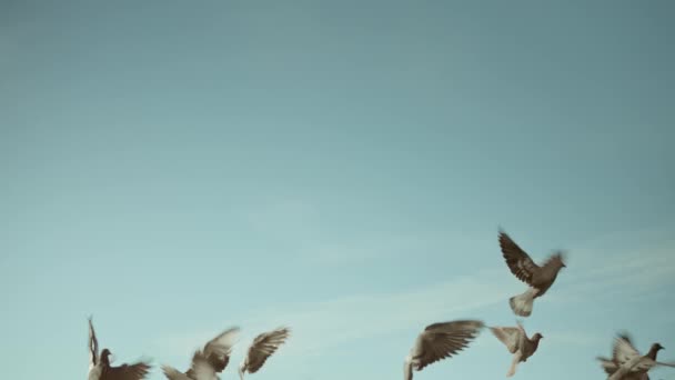 Ein Schwarm Tauben Fliegt Den Blauen Himmel — Stockvideo