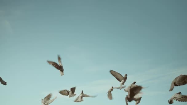 Egy Csapat Galamb Repül Kék Égen — Stock videók