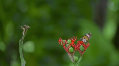 Kırmızı çiçeklerle beslenen kelebek, yemyeşil doğal arka plan.
