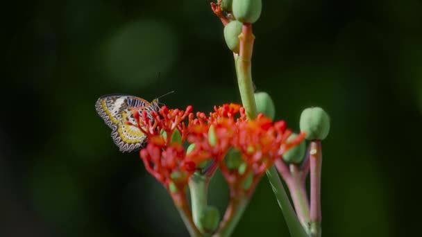 Mariposa Alimentándose Flores Rojas Follaje Exuberante Fondo Natural — Vídeo de stock