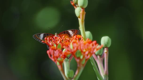 Πεταλούδα Σίτιση Κόκκινα Λουλούδια Πλούσια Φυλλώματα Φυσικό Υπόβαθρο — Αρχείο Βίντεο