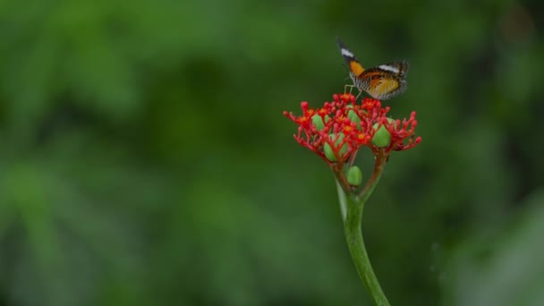 Mariposa Alimentándose Flores Rojas Follaje Exuberante Fondo Natural — Vídeos de Stock