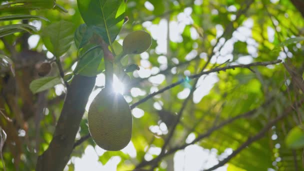 Frash Jackfruits Árbol Jaca Jardín Movimiento Disparo Del Sol Mañana — Vídeos de Stock