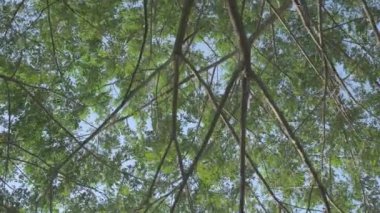 Rüzgarda esen ağaçlar mavi gökyüzüyle. Mavi gökyüzü ve gündüz vakti parlak bulut güzeldir. Ağacın dalları çok güzeldir, parlak yeşil yapraklardır ve yaz mevsimini izlemek için tazedir..