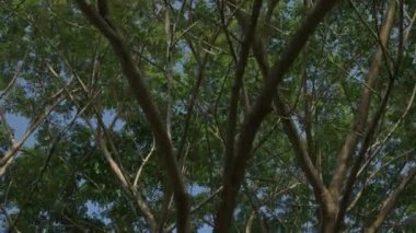 Rüzgarda esen ağaçlar mavi gökyüzüyle. Mavi gökyüzü ve gündüz vakti parlak bulut güzeldir. Ağacın dalları çok güzeldir, parlak yeşil yapraklardır ve yaz mevsimini izlemek için tazedir..