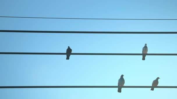 Taubenschwarm Sitzt Auf Stromdrähten Gegen Den Sonnenaufgang — Stockvideo