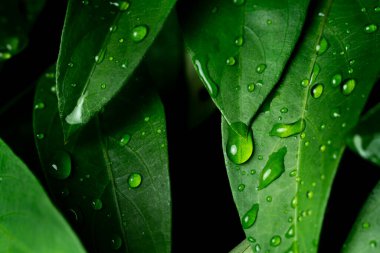 Raindrops on fresh green leaves on a black background. Macro shot of water droplets on leaves. Waterdrop on green leaf after a rain.