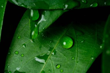 Raindrops on fresh green leaves on a black background. Macro shot of water droplets on leaves. Waterdrop on green leaf after a rain.