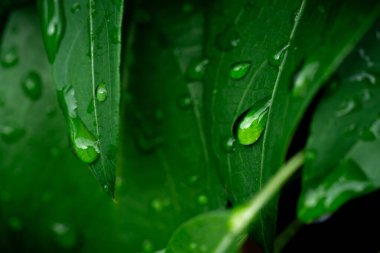 Raindrops on fresh green leaves on a black background. Macro shot of water droplets on leaves. Waterdrop on green leaf after a rain.
