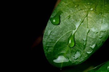 Raindrops on fresh green leaves on a black background. Macro shot of water droplets on leaves. Waterdrop on green leaf after a rain.