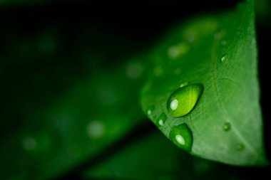 Raindrops on fresh green leaves on a black background. Macro shot of water droplets on leaves. Waterdrop on green leaf after a rain.