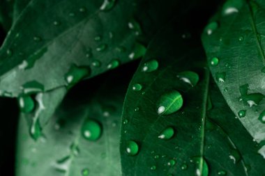 Raindrops on fresh green leaves on a black background. Macro shot of water droplets on leaves. Waterdrop on green leaf after a rain.