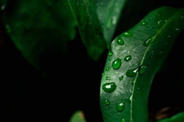 Raindrops on fresh green leaves on a black background. Macro shot of water droplets on leaves. Waterdrop on green leaf after a rain.