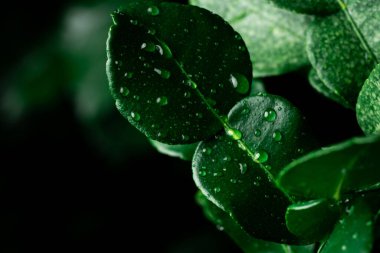 Yağmurdan sonra taze Kafir yaprağına yağmur damlaları yağar.