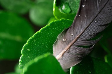 Tüylere su damlaları ve yağmur sonrası yapraklar.