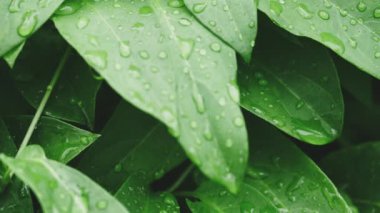 Yağmurdan sonra yeşil yaprağın üzerindeki şelale.