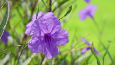 Mor çiçeklerin üzerinde yakın plan uçan böcek..