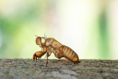 Ağaç gövdesinde ağustos böceği derisi.