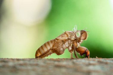 Ağaç gövdesinde ağustos böceği derisi.