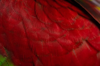 Renkli makav tüyü desen arkaplanı.