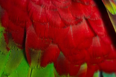 Renkli makav tüyü desen arkaplanı.