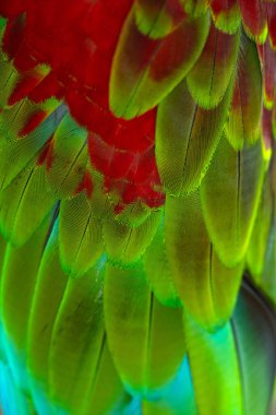 Renkli makav tüyü desen arkaplanı.