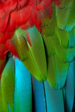 Renkli makav tüyü desen arkaplanı.