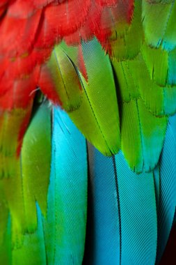 Renkli makav tüyü desen arkaplanı.