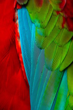 Renkli makav tüyü desen arkaplanı.