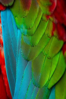 Renkli makav tüyü desen arkaplanı.