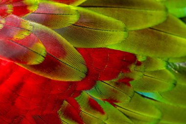 Renkli makav tüyü desen arkaplanı.