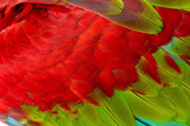 Renkli makav tüyü desen arkaplanı.