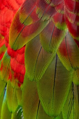 Renkli makav tüyü desen arkaplanı.