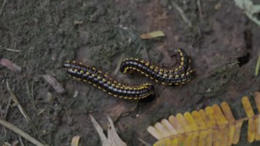 Kara tırtıl yerde yürüyor..