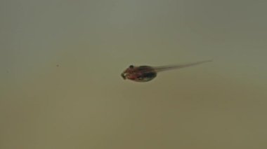 Suda yüzen küçük siyah kurbağa yavruları. Doğa yaban hayatı. Göl ekosistemi.